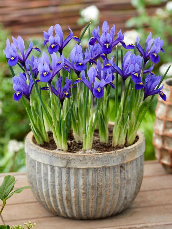 Dwarf Iris Reticulata Harmony