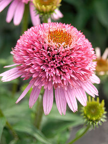 Echinacea Butterfly Kisses (Coneflower)