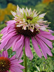 Echinacea Double Decker (Coneflower)