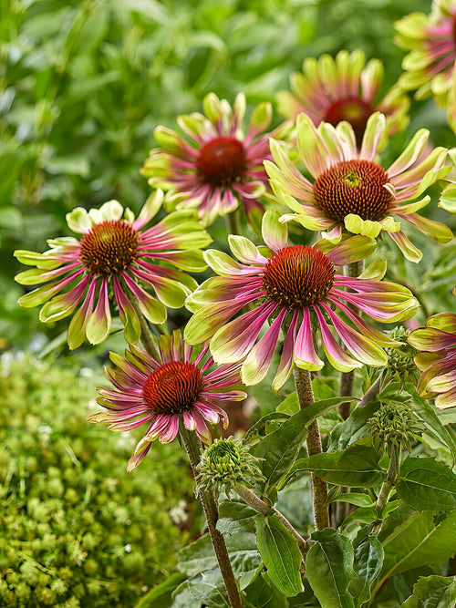 Buy Echinacea Green Twister bare roots for spring shipping to the UK