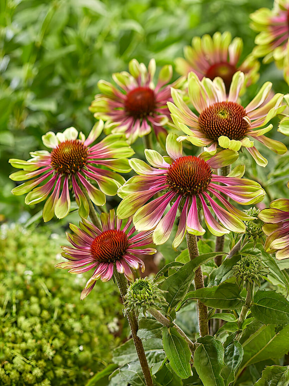 Buy Echinacea Green Twister bare roots for spring shipping to the UK