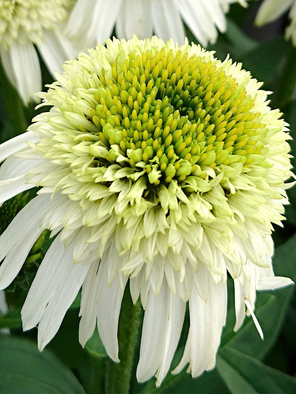 Coneflower Honey Dew