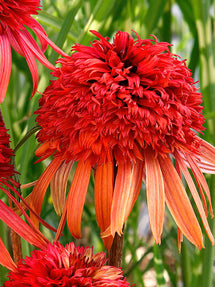 Echinacea Irresistible (Coneflower)