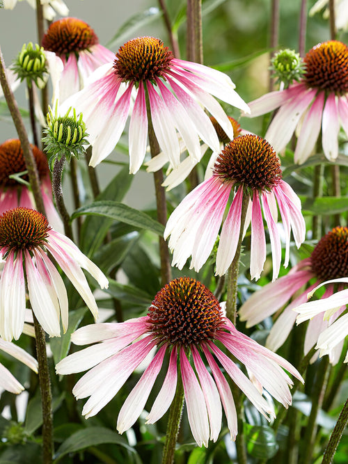 Echinacea Pretty Parasols (Coneflower) - Shipping in spring to UK from Holland