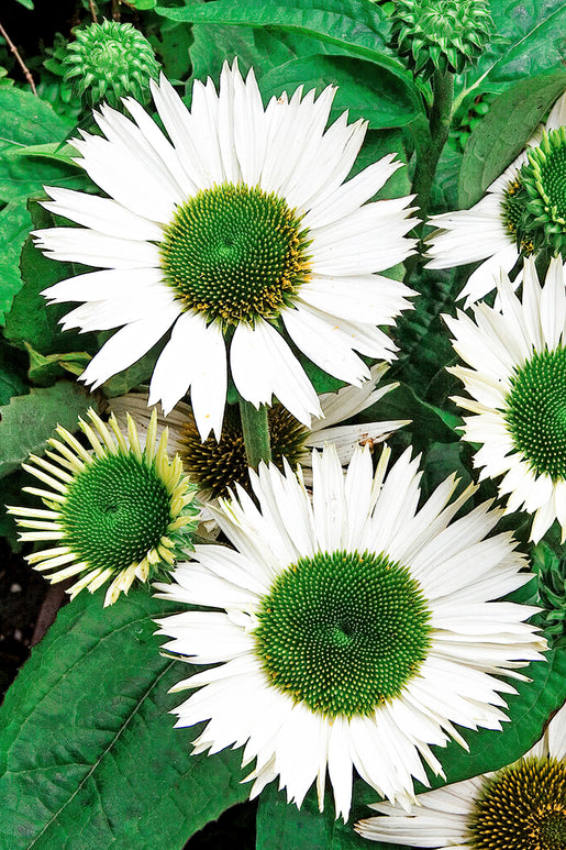 Echinacea Virgin (Coneflower) - Bare root perennials for Shipping to UK in Spring