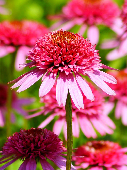 Buy bare root Coneflowers for spring - Echinacea Raspberry Truffle