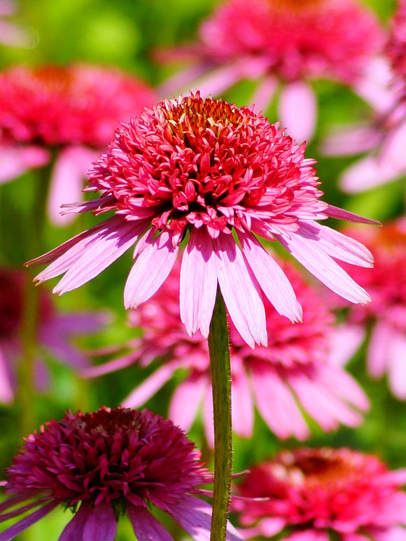 Buy bare root Coneflowers for spring - Echinacea Raspberry Truffle