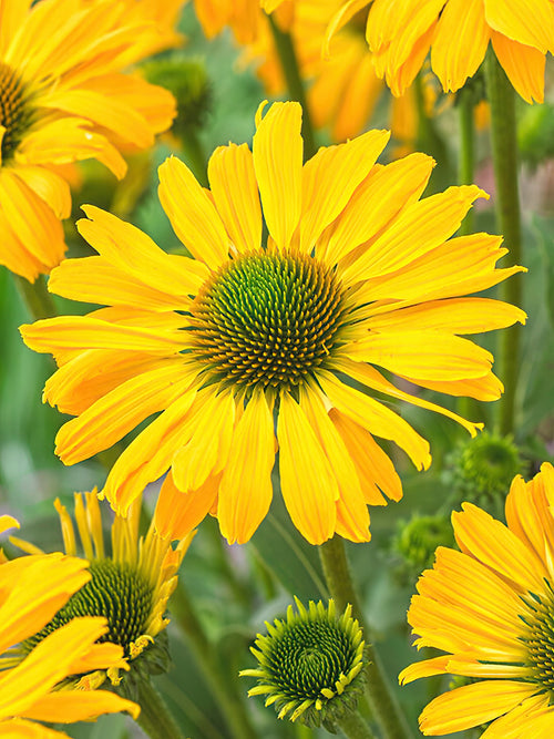 Buy bare root coneflowers - Echinacea Yellow Passion (Coneflower)