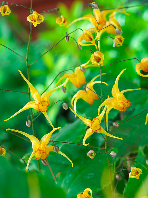 Epimedium Amber Queen, Bare Roots
