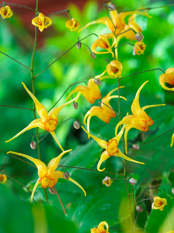 Epimedium Amber Queen, Bare Roots