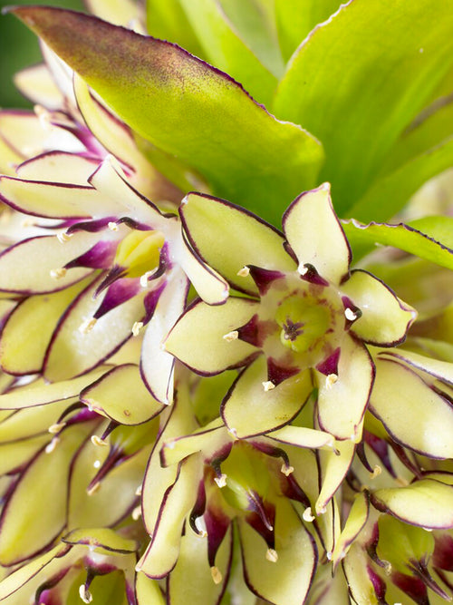 Eucomis	Bicolor Bulbs