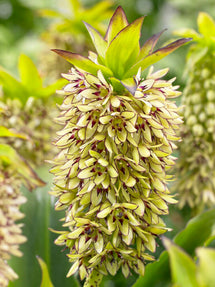 Eucomis	Bicolor (Pineapple Lily)