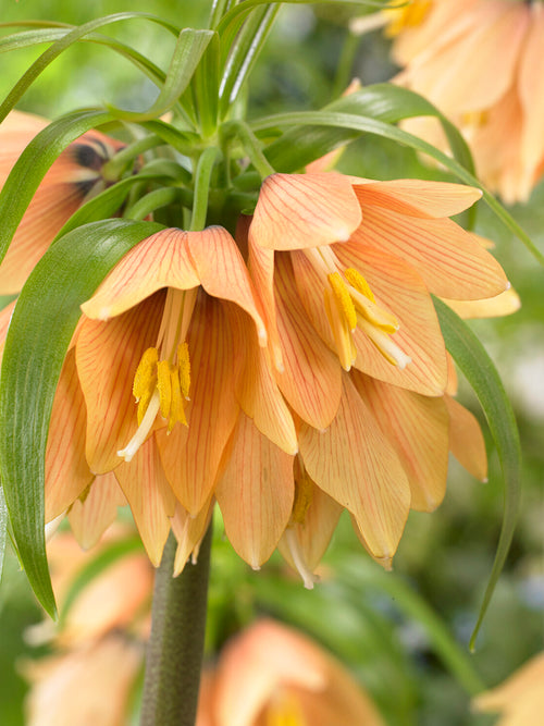 Fritillaria Early Fantasy Bulbs