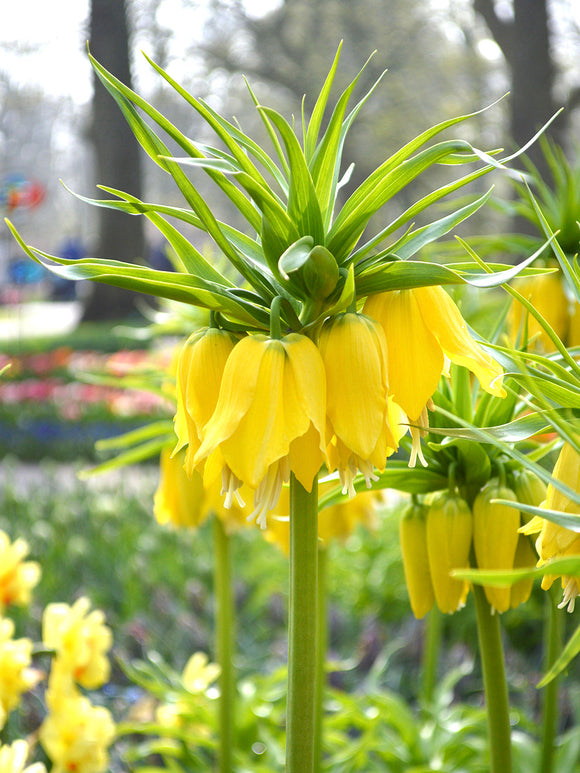 Fritillaria Lutea Big Yellow Blooms