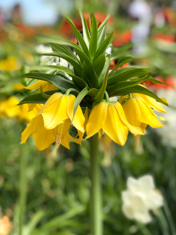 Fritillaria imperialis Lutea Maxima