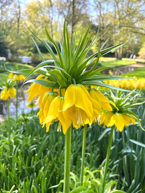 Yellow Fritillaria - Crown Imperial Yellow
