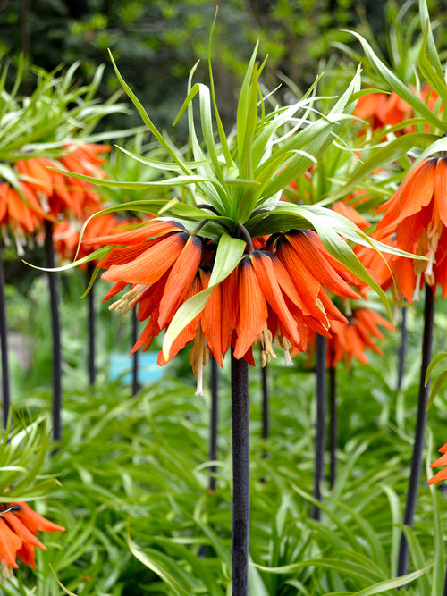 Fritillaria imperialis Rubra for UK shipping