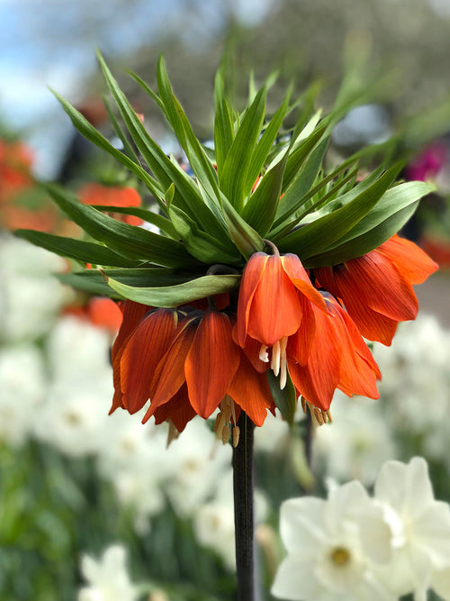 Fritillaria Rubra Red Spring Big Blooms