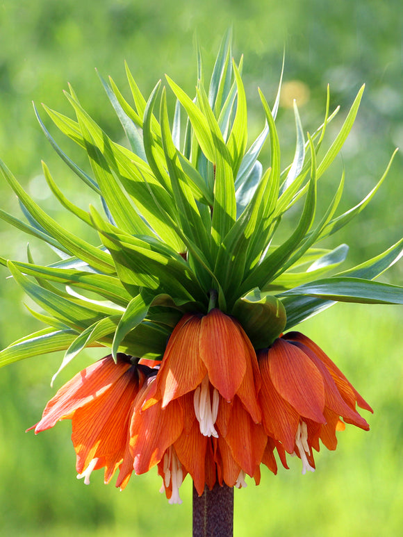 Fritillaria imperialis Rubra Maxima