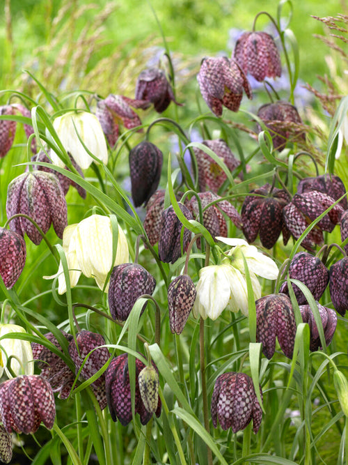 Fritillaria Meleagris Flower Bulbs