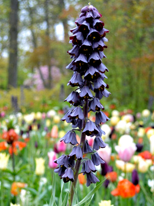 Fritillary Persica, black flowers on tall stems, spring blooming