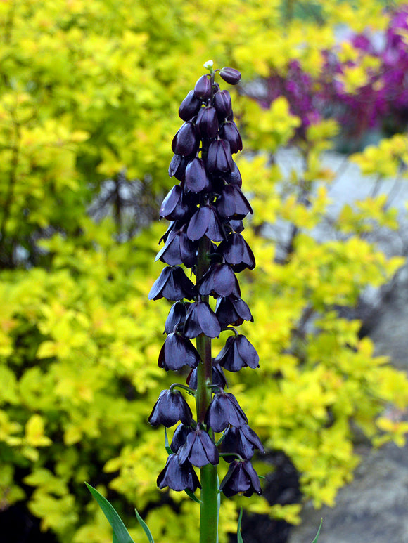 Fritillaria ‘Purple Dynamite’ flowering