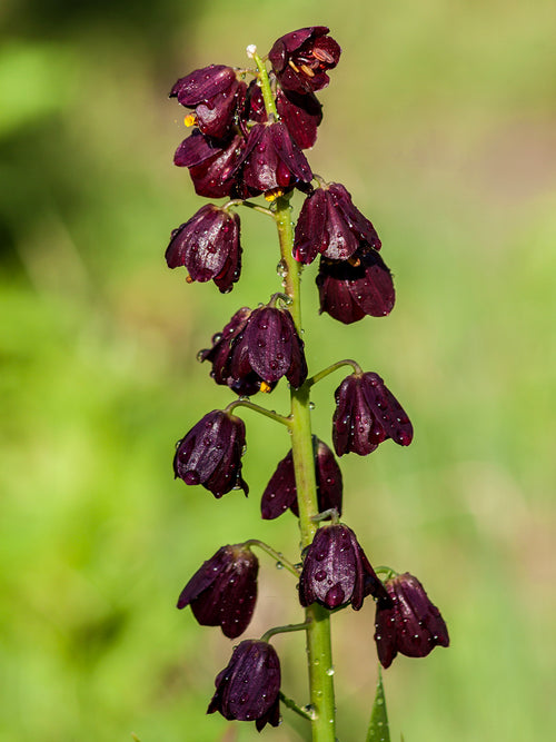 Tall spring flowering fritillaria