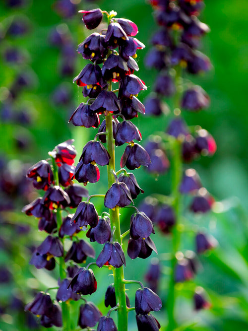 Glossy bell-shaped purple flowers