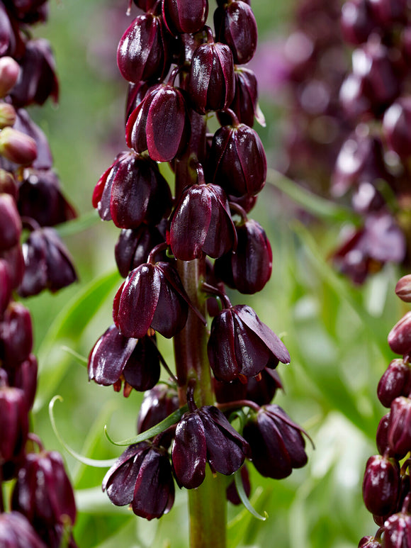 Deep purple architectural flower spikes