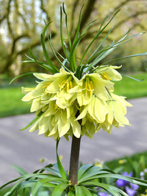 Fritillaria Raddeana