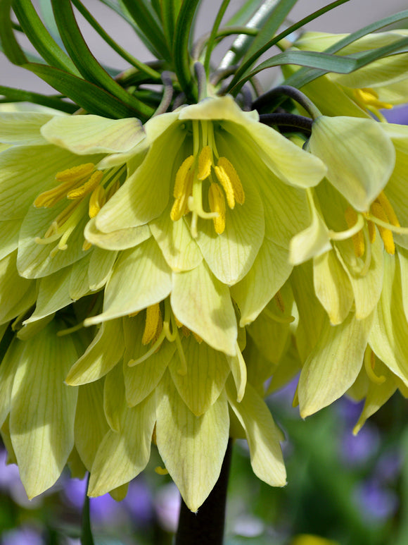 Fritillaria Bulbs Raddeana