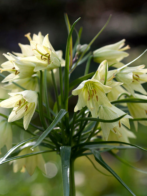 Fritillaria Bulbs Raddeana