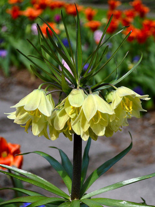 Fritillaria Raddeana