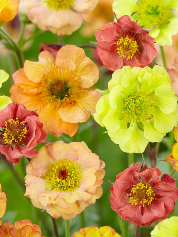 Geum Cocktail Series Mix Bare Roots