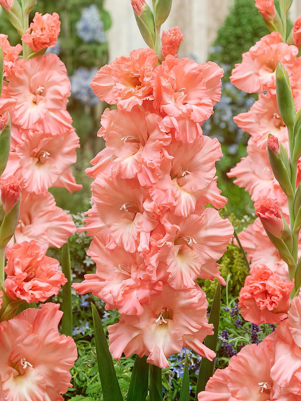 Gladiolus store