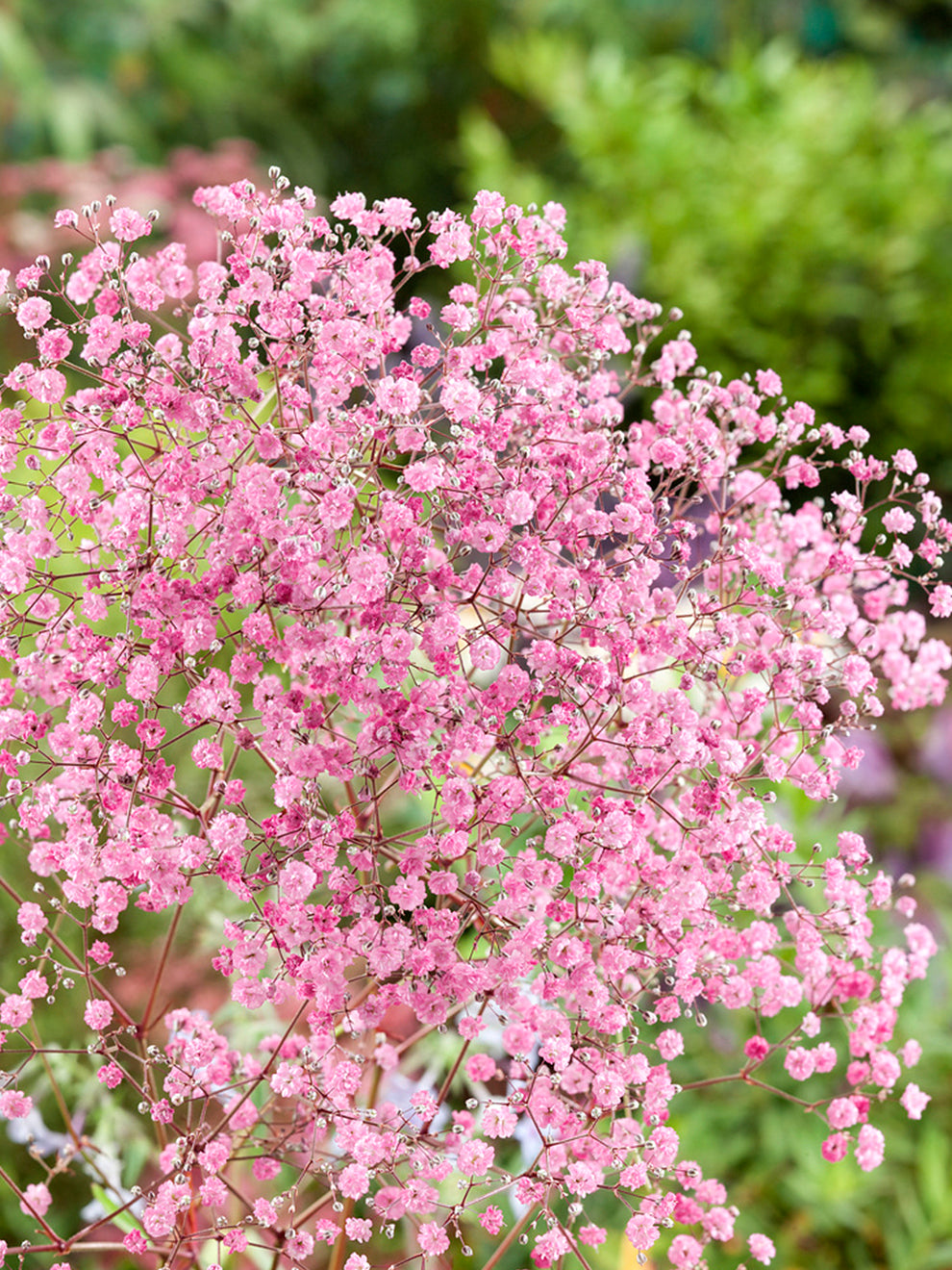 Flowers Babys Breath Bushes (Set of 10) Primrue Flower Color: Pink