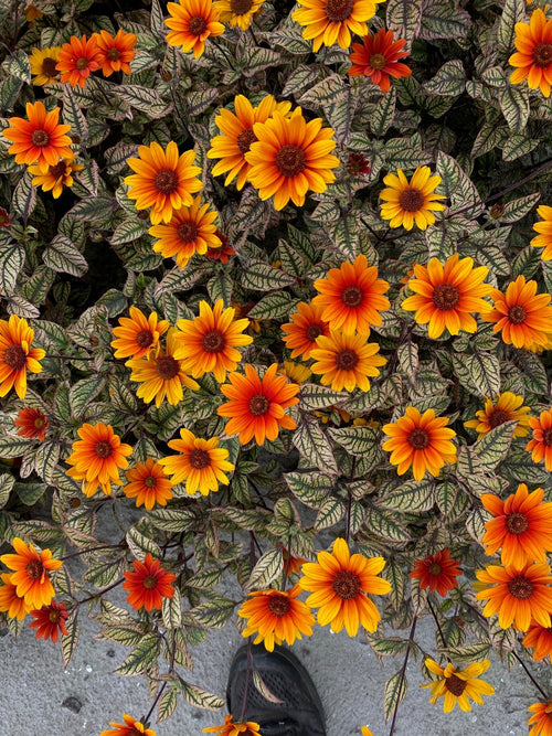 Heliopsis Orange Marble - rough oxeye