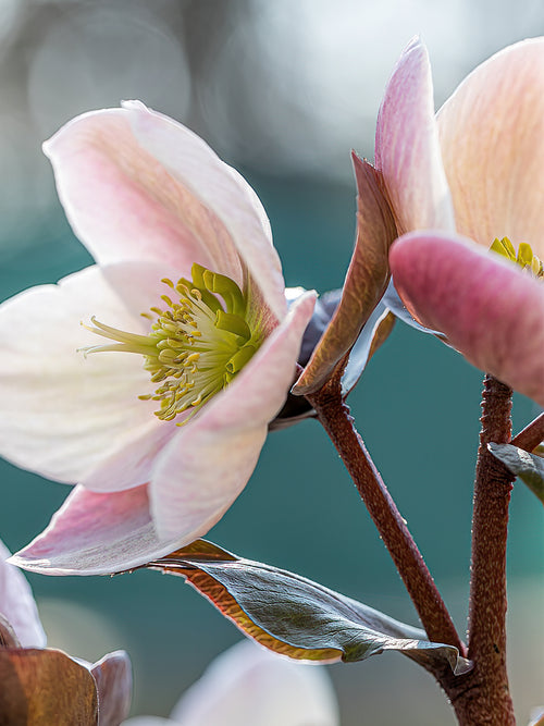 Helleborus Apricot Beauty