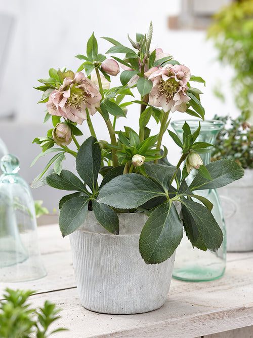 Zamów jeżówkę 'Helleborus Double Ellen Pink Spotted' w DutchGrown™ z wysyłką na wiosnę i ciesz się najwyższej jakości odkrytymi korzeniami!