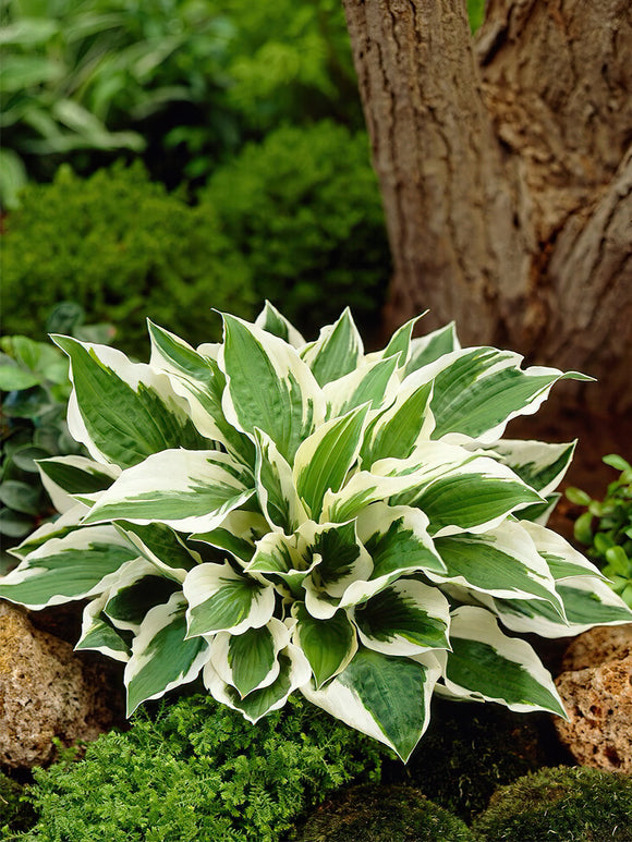 Buy Hosta Patriot from Holland