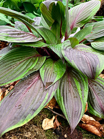 Hosta Red Ninja