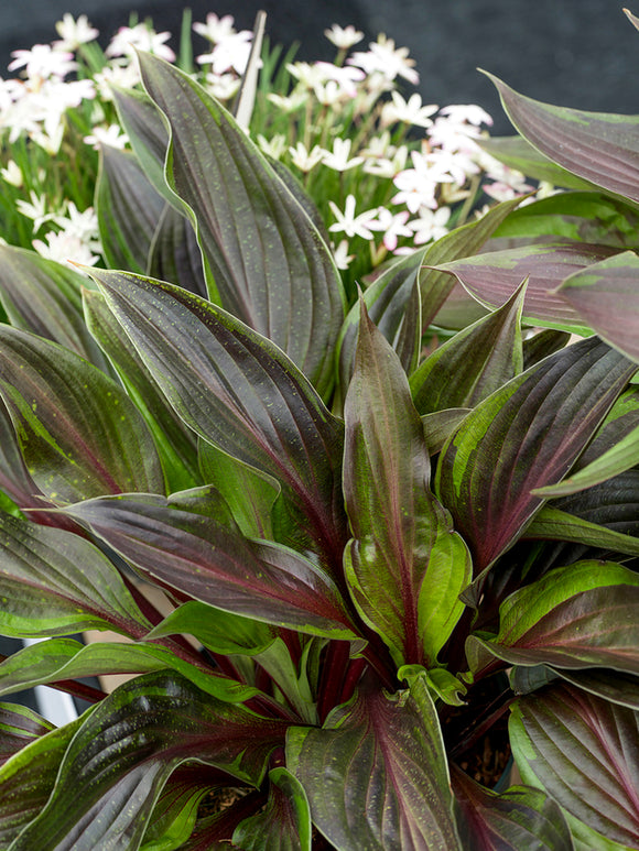 Hosta Red Ninja