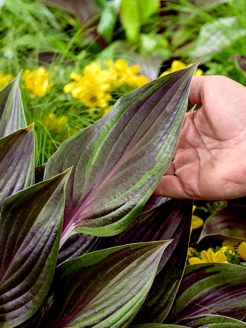 Hosta Red Ninja