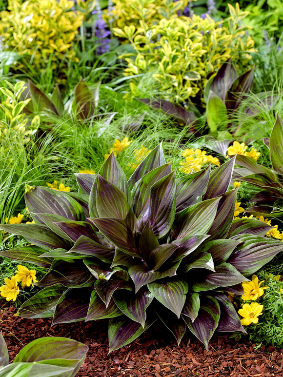 Hosta Red Ninja