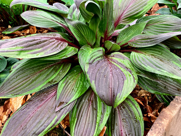 Hosta Red Ninja