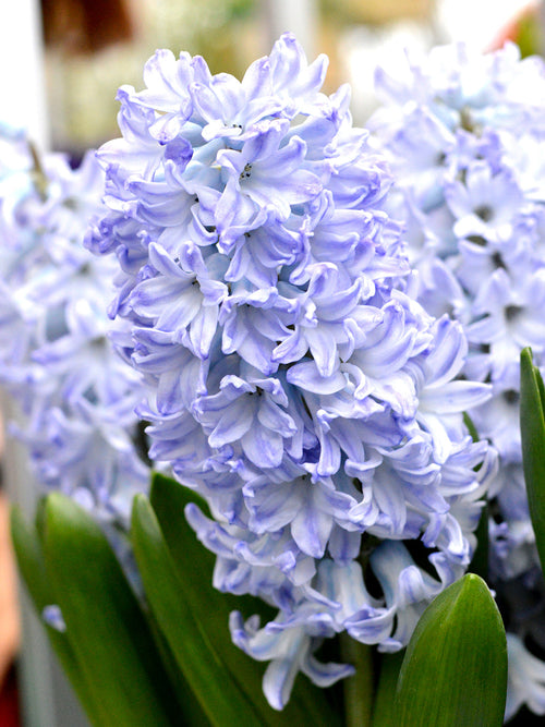 Blue Hyacinths Hyacinth Blue Eyes