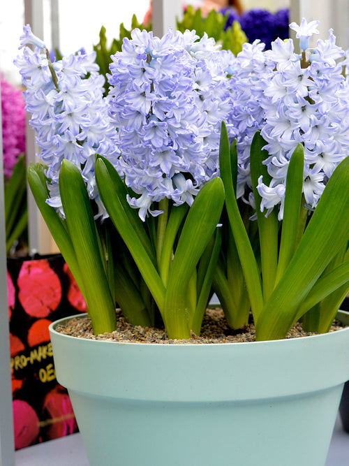 Hyacinth Bulbs Blue Eyes UK