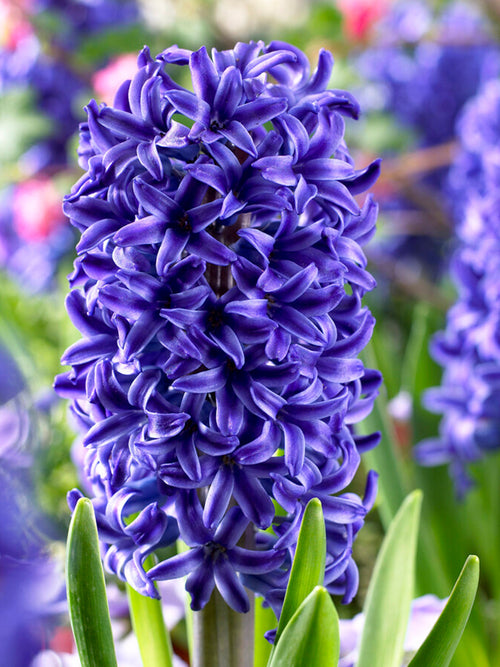 Hyacinth Blue Jacket Flower Bulbs