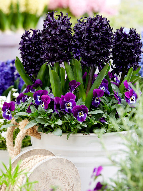 Hyacinth Bulbs Dark Dimension