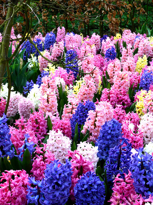 Wholesale Hyacinth Bulbs